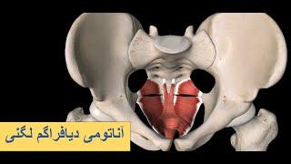 آموزش آناتومی فارسی- عضلات کف لگن(قسمت اول) - دیافراگم لگنی