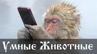 Самые умные домашние животные