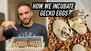 Incubating Crested Gecko Eggs!