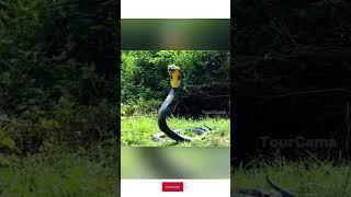 King Cobra found in the forest nearby the village #amazon #snake #tourcam #animals #anaconda