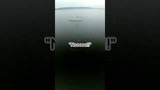 Musky throws lure back at me! #muskyfishing #fishing #nature #wildlife #musky #shorts