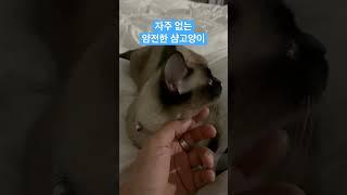 자주 보기 어려운 얌전한 샴고양이 #shorts