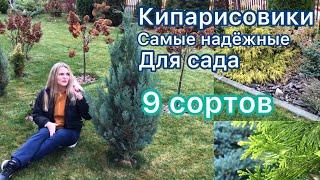 Кипарисовики / 9 сортов / Хвойная коллекция  Приросты в год от 8 до 40 см.  по наблюдению 