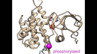 Morphing FGFR1 kinase domain