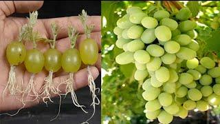 Simple method propagate grape tree with water || growing grape tree at home