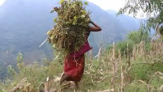 Harvesting traditional technology in village || Nepali village