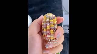 怎麼會有這麼好看的小玉米！ 翡翠 珠寶直播 │ 翡翠 直播 │ 翡翠 │ 玉 翡翠戒面 │ 翡翠 玉手镯 │ 翡翠 玉石 │ 翡翠 功效 │ 珠寶 翡翠 ，直播 美玉 翡翠，翡翠 美玉  #翡翠 珠寶