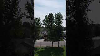 Just jumping the trees