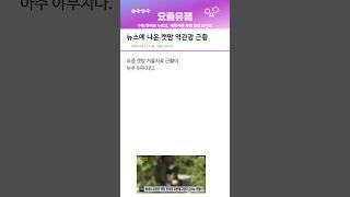 뉴스에 나온 캣맘 역관광 근황