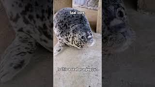 Funny seal #foryou #funnyanimal #funny #seal #funnyseal