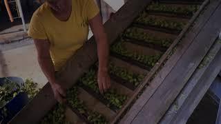 Le houblon en Lotbinière