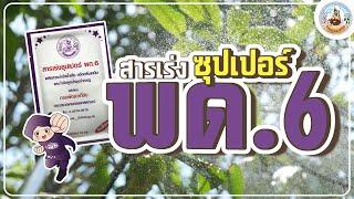 สารเร่งซุปเปอร์ พด.6 ยกกำลัง 3 บำบัดขจัดลดน้ำเสียเชียร์ให้ใช้ไร้ยุงรำคาญ