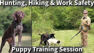 Off Leash Hiking, Hunting, and Work Safety, Training Session with Three Puppies