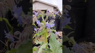 Borage Plant In Full Bloom Flowering Beautifully During Winter Spring Sacramento California Season