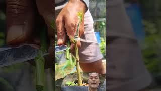 lime tree grafting techniques #shorts