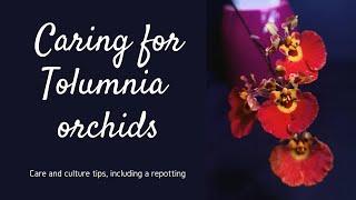 Care and culture of Tolumnias orchids potted in a home environment | The cutest miniature orchids |