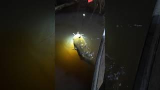 Louisiana catfish on limb lines #fishing #catfish #shorts #catchingfish