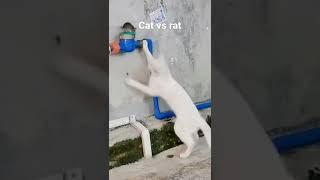 cat vs rat|shorts|shane and shan blogs