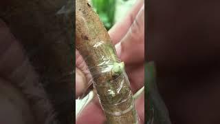 Best Grafting Techniques for Guava Trees EP188#guava #grafting  #nature