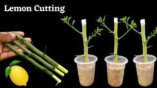 How to propagate lemon tree from cuttings || grow lemon tree cutting