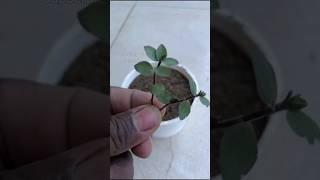 A simple way to extract plant cuttings #shorts #plants