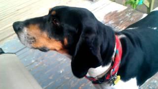 Hound dog howling