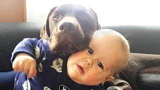 TRY NOT TO LAUGH funny animal videos  The Funniest Cat & Dog Moments Compilation 