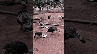 Turkey farming. #poultaryfarming #turkeybird #chhattisgarh #india #birdenthusiasts #turkeyhen