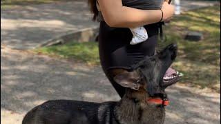 Dog Trainer’s Advice to New Parents with Dogs!