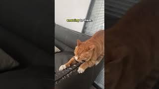 Why Cats Really Scratch Couches ️