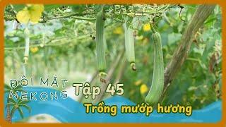Đôi Mắt Mê Kông | TẬP 45: Mô hình trồng mướp hương