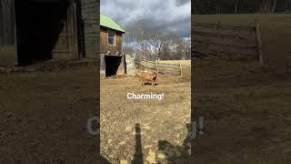  ️ Welcome to the Farm! #farmlife #cute #highland #steer