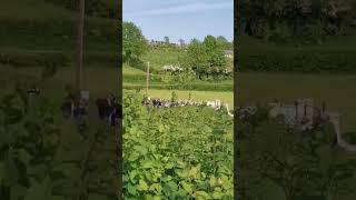 Pure Noise Ford Escort Mark 2 Millington #rally