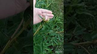 В Подмосковье снова дождь  #дача #дождь #пион #цветы #garden