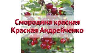 Смородина красная Андрейченко  Обзор: посадка и уход. саженцы смородины: описание и особенности