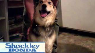 WFRE and Shockley Honda's Pet of the week