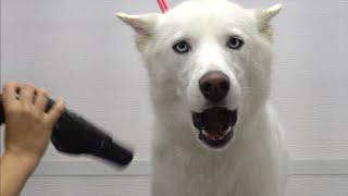 Husky almost dies at the pet groomers