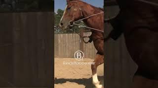 How To Soften Up An Older Horse Part 2  3