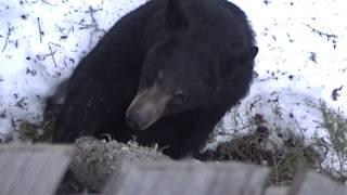 Bear climbs into hunter stand.