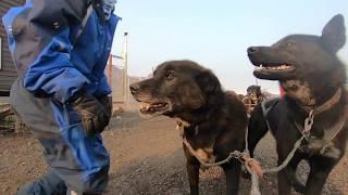 Arctic Husky Travellers