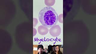 Myelocyte Morphological Characteristics