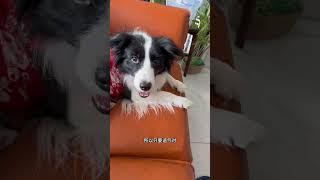 其实狗是听不懂人话的边牧 铲屎官和他的主人 铲屎官的乐趣 边牧果冻  万物可爱计划