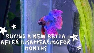 buying a new betta after disappearing for months