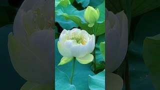Beautiful  lotus flowers.|#lotus #lotusflower #rosegarden #flowergarden #satisfying #status