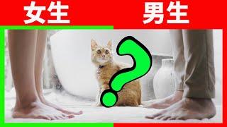 貓更喜歡男生還是女生？這個問題終於有答案了！【養貓迷思EP14】