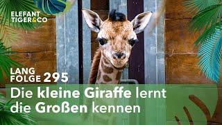 Familienzusammenführung bei den Giraffen (Langfolge 295) | Elefant, Tiger & Co. | ARD