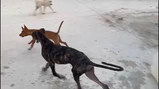 Podi-Galgo-Welpenspielstunde im Shelter mit Yamal1, Niclas1 und Bernard1