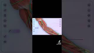 Interactive 3D anatomy for #medicaldevice #medicaleducation #pharma #pharmaceutical #healthcare
