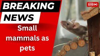 Small mammals as pets 1