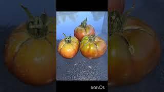 Best Heirloom Tomatoes.